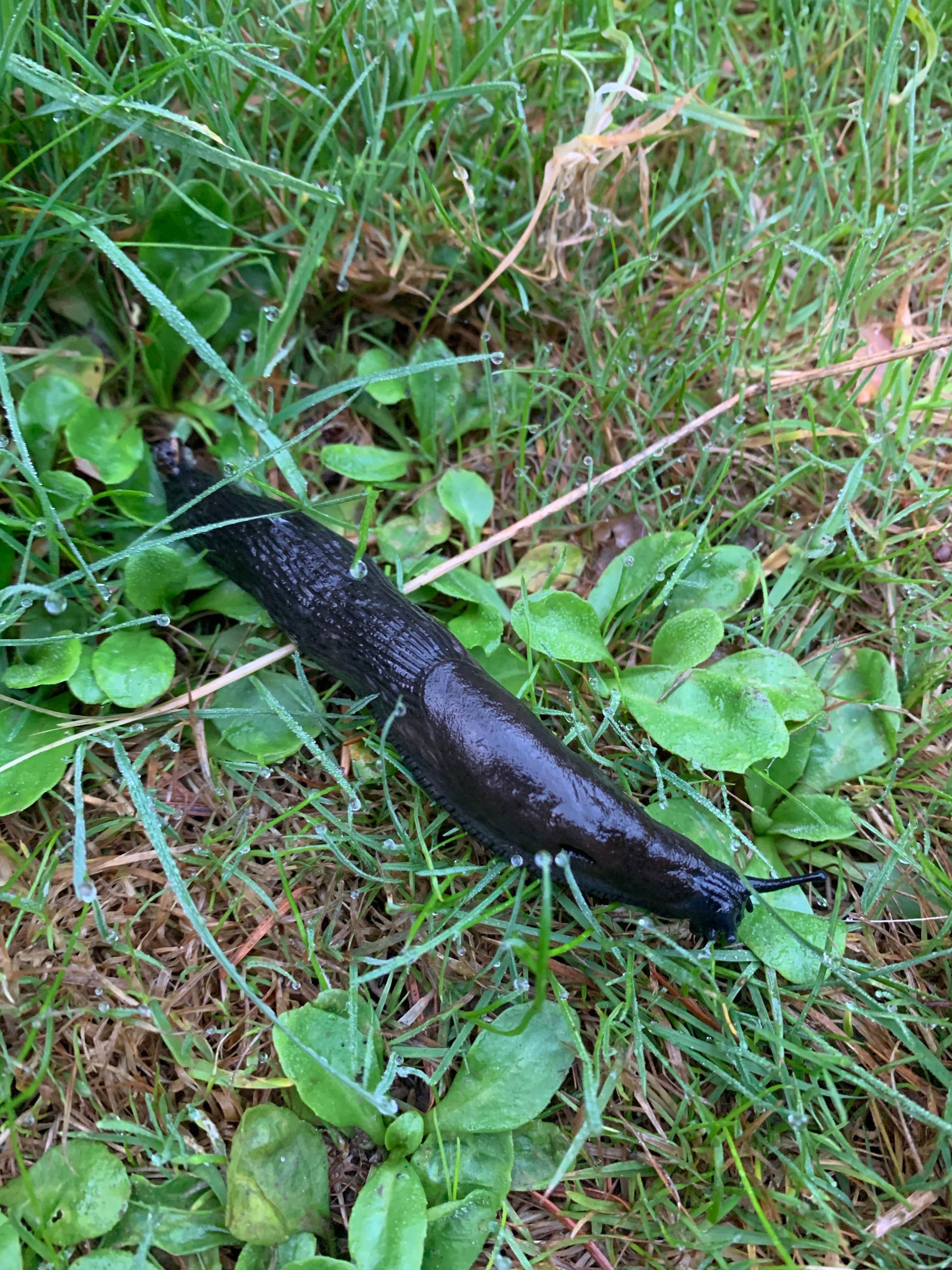 Camper-submitted photo at Odlin County Park Camping - Lopez Island near Anacortes, WA