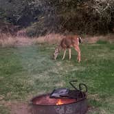 Review photo of Odlin County Park Camping - Lopez Island by Neil T., October 7, 2020