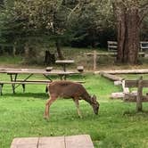 Review photo of Odlin County Park Camping - Lopez Island by Neil T., October 7, 2020