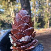 Review photo of Mueller State Park Campground by Amanda M., October 7, 2020
