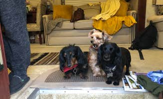 John F.'s photo of camping with pets at Westerner RV Park Campground near Blanding, UT