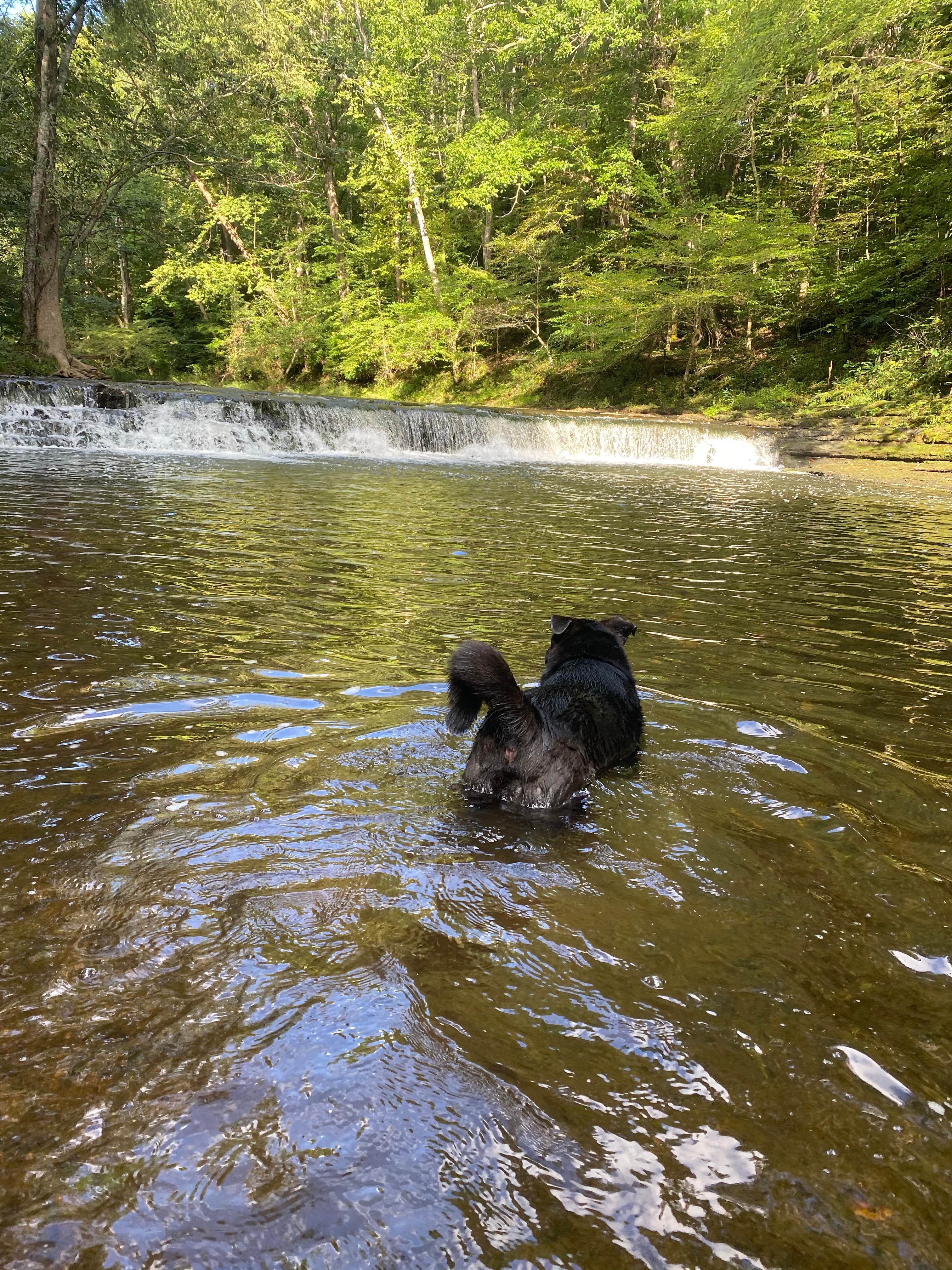 Anthony C.'s photo of camping with pets at David Crockett State Park Campground near Williamsport, TN
