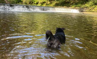 Anthony C.'s photo of camping with pets at David Crockett State Park Campground near Lawrenceburg, TN