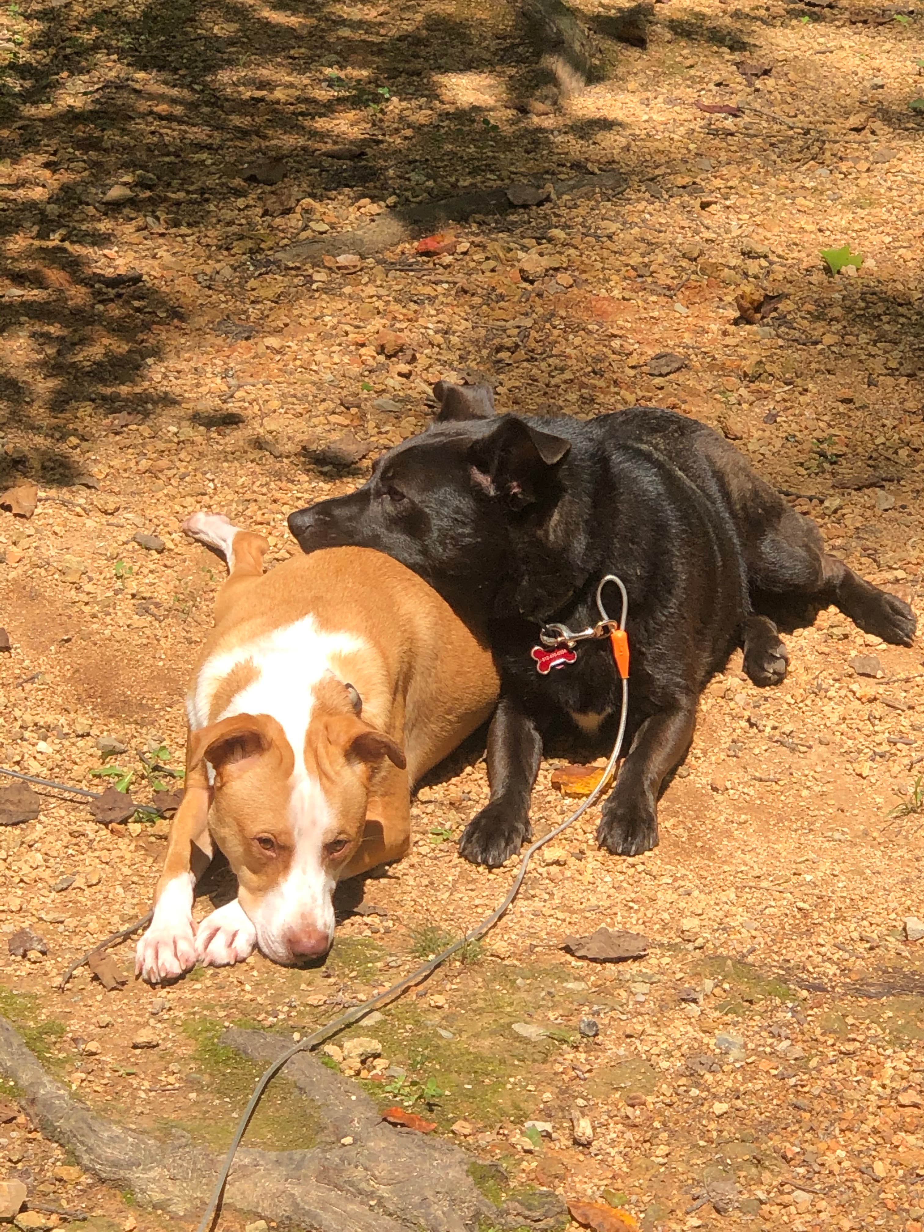 Anthony C.'s photo of camping with pets at David Crockett State Park Campground near Lawrenceburg, TN