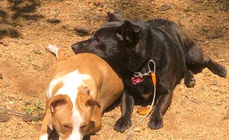 Anthony C.'s photo of camping with pets at David Crockett State Park Campground near Lawrenceburg, TN
