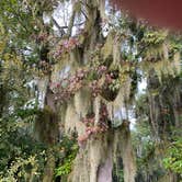 Review photo of Sam Houston National Forest Cagle Recreation Area by Heather B., October 7, 2020