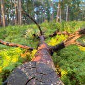 Review photo of Sam Houston National Forest Cagle Recreation Area by Heather B., October 7, 2020