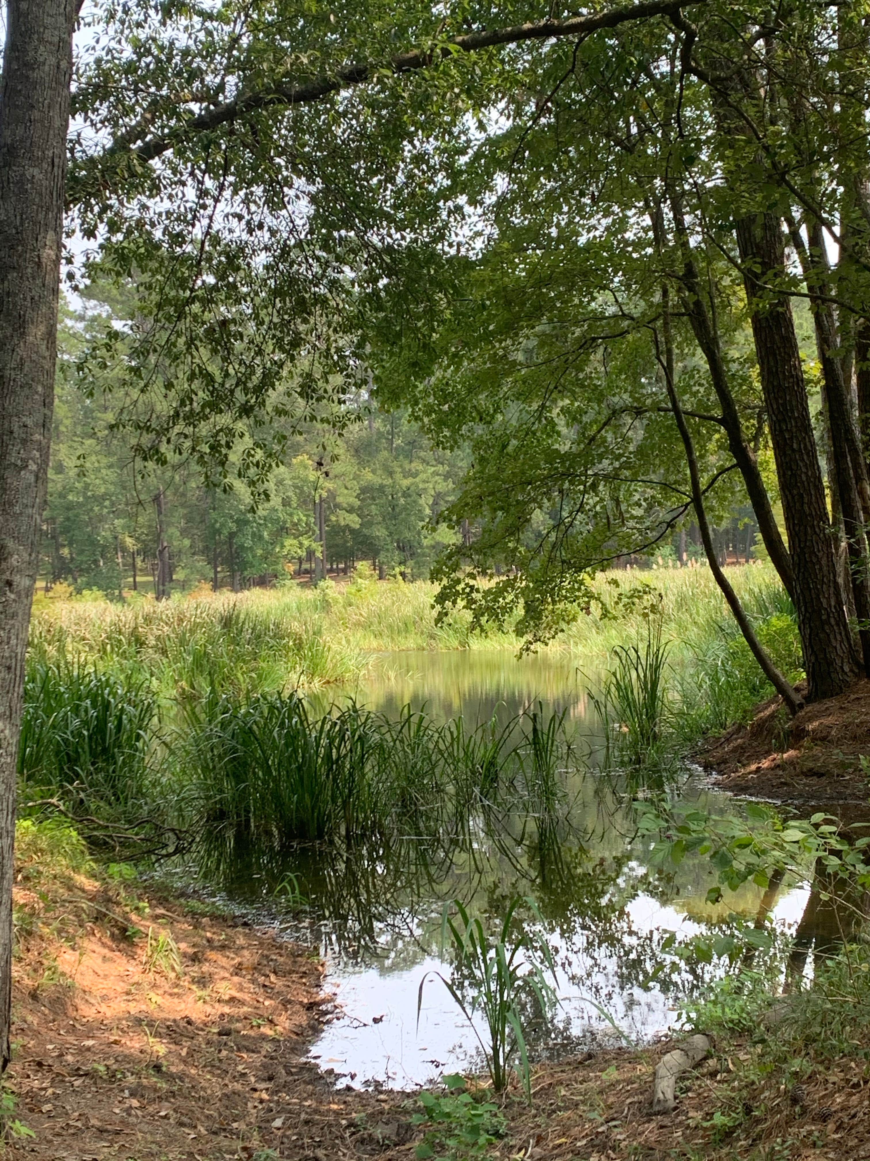 Camper submitted image from Davy Crockett National Forest Ratcliff Lake Recreation Area - 4
