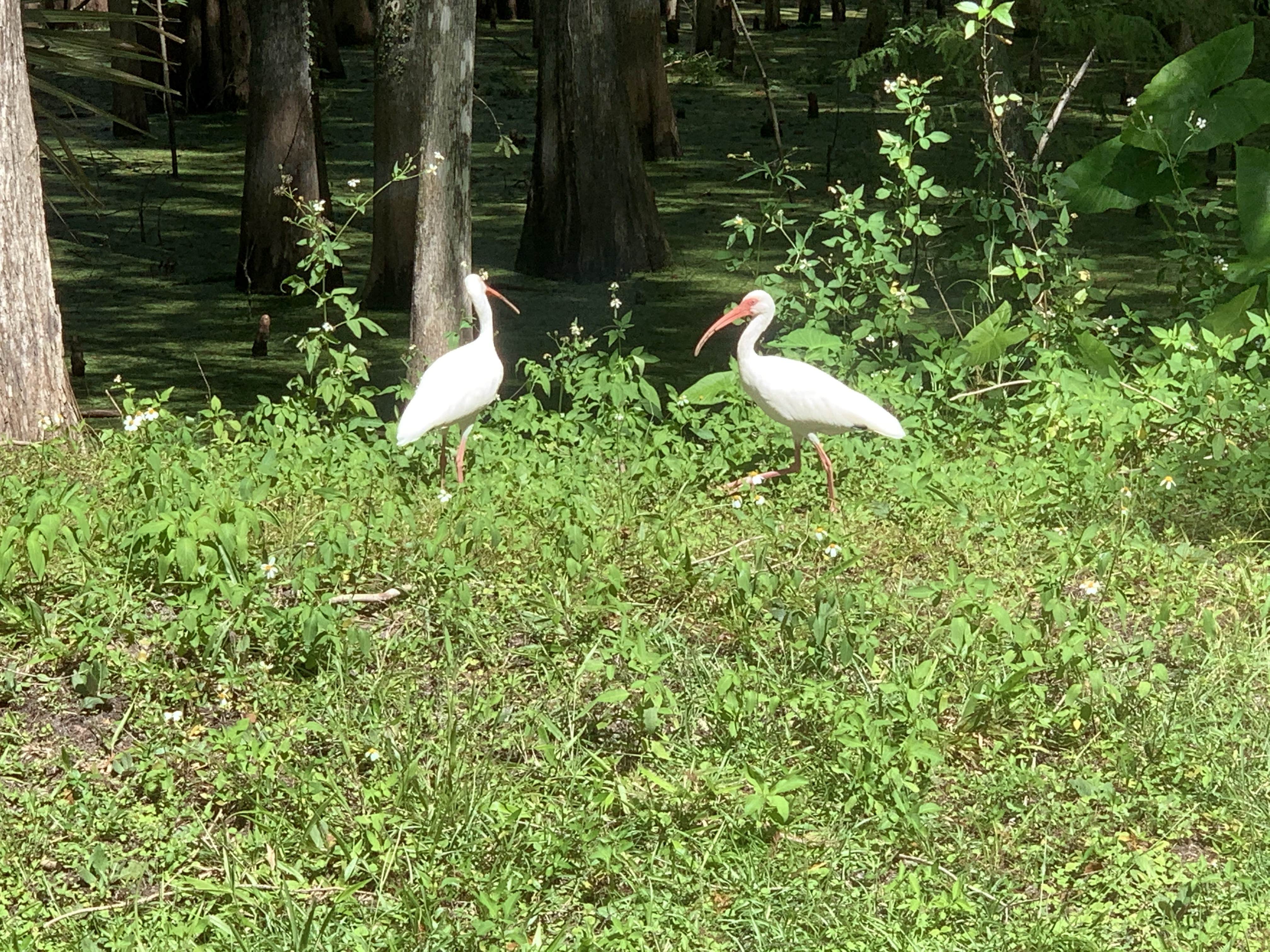 Camping near Webster RV, 55+ Resort: Sumter Oaks RV Park, Nobleton, Florida