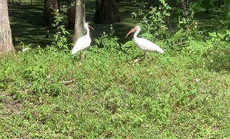 Camping near Riverside RV Park and Canoe Rental: Sumter Oaks RV Park, Nobleton, Florida