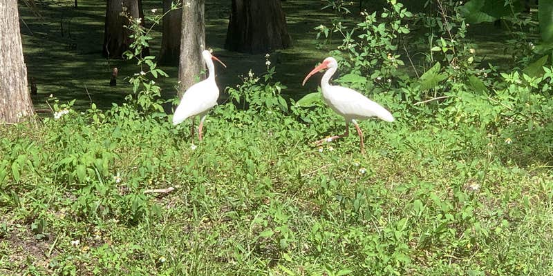 Camper submitted image from Sumter Oaks RV Park