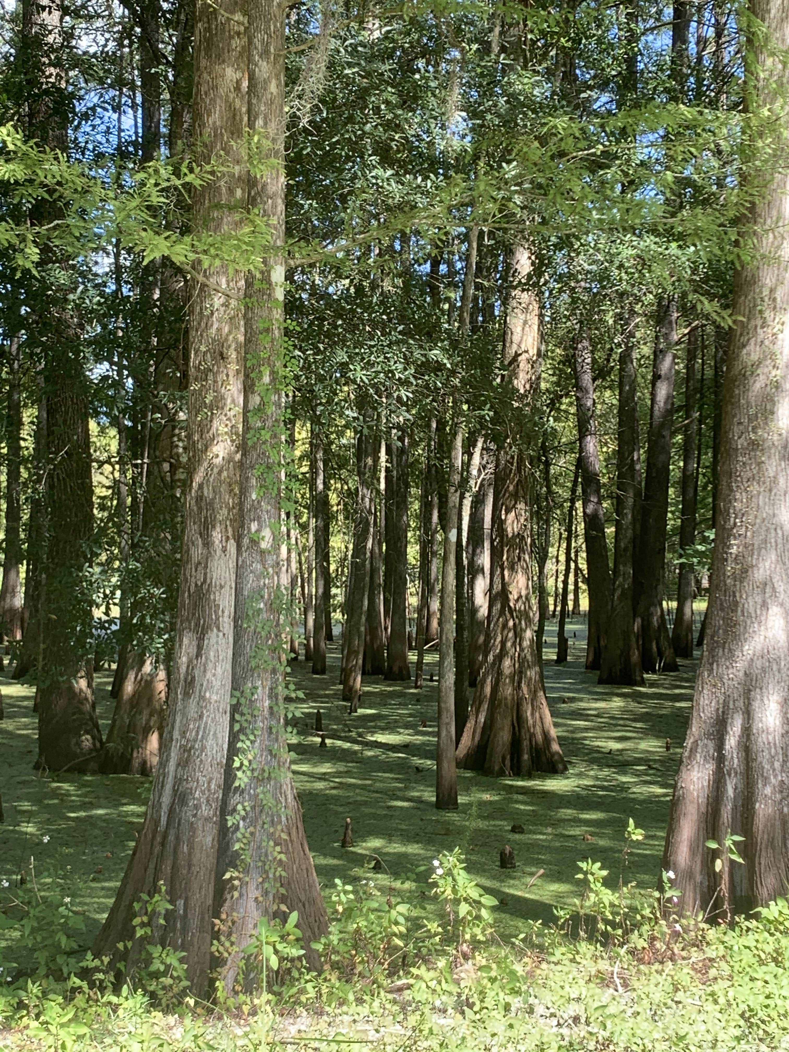 Camper-submitted photo at Sumter Oaks RV Park near Trilby, FL
