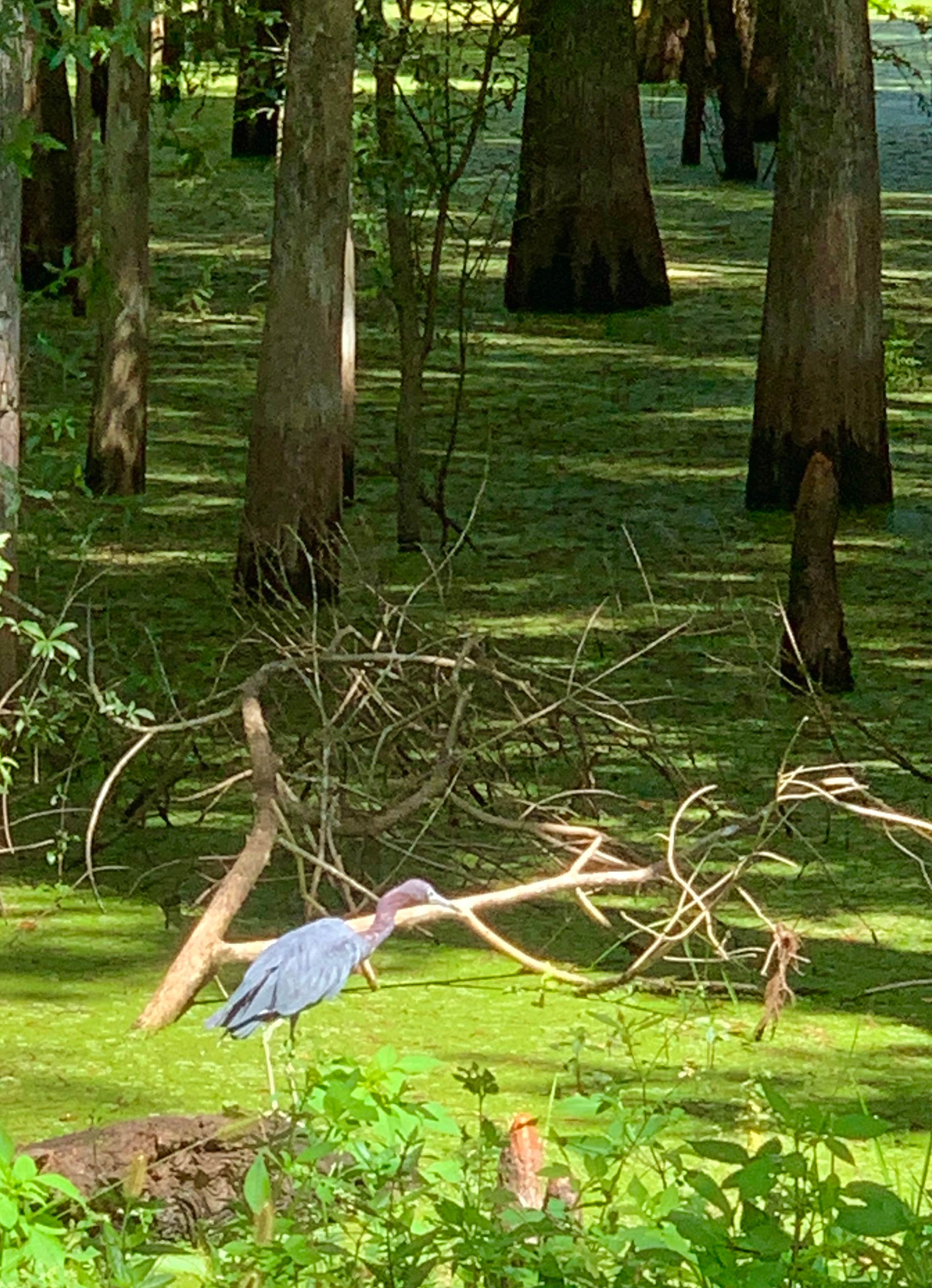 Camper submitted image from Sumter Oaks RV Park - 5