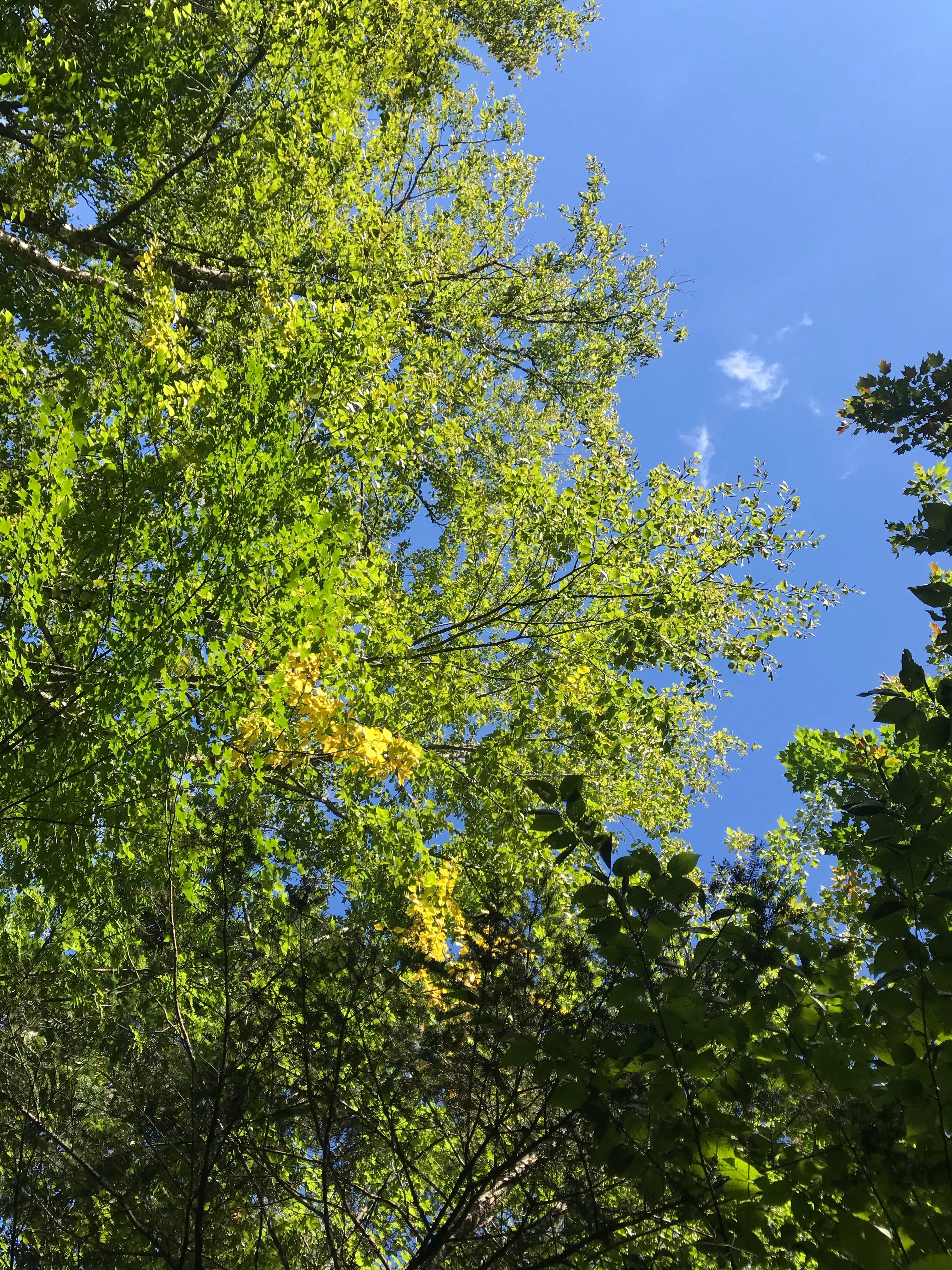 Camper-submitted photo at Rangeley Lake State Park Campground near Carrabassett Valley, ME