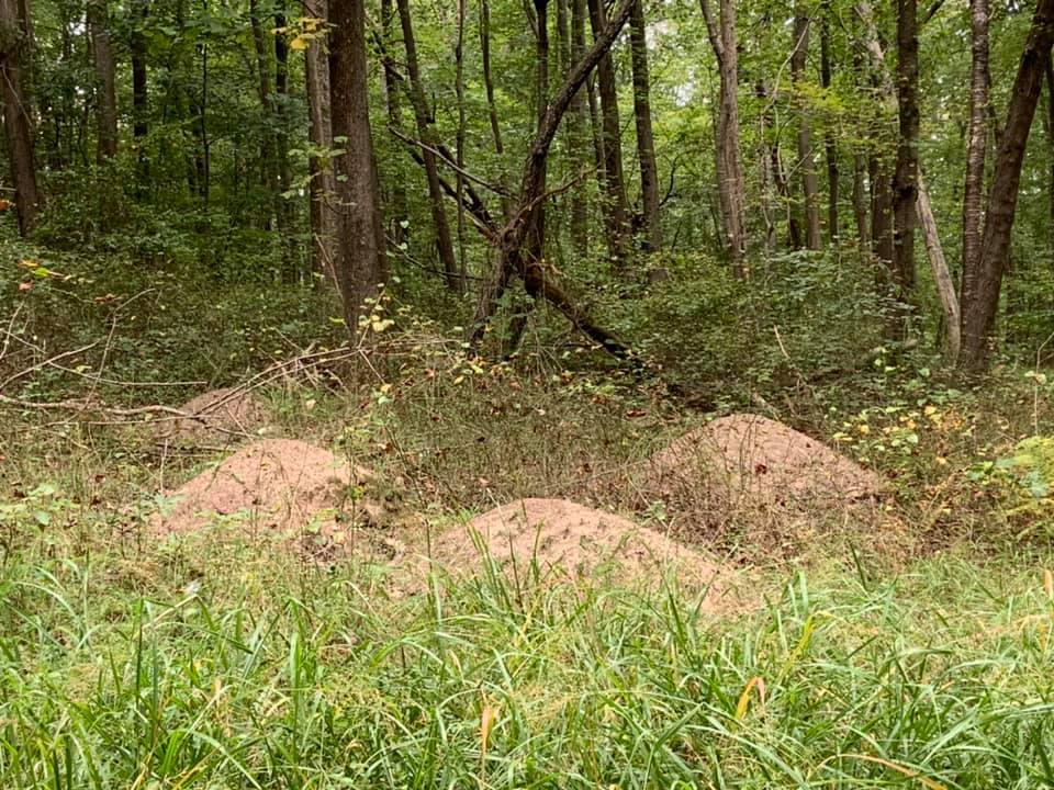Mound builder ant hills