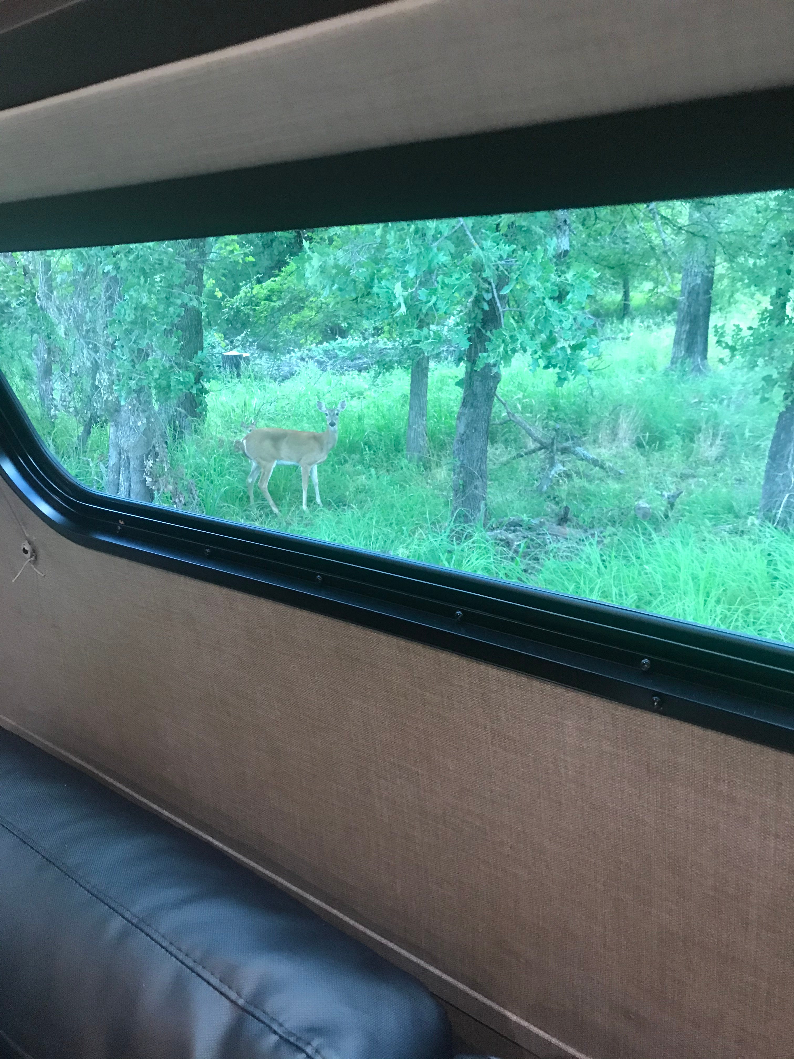 Deer through our camper window