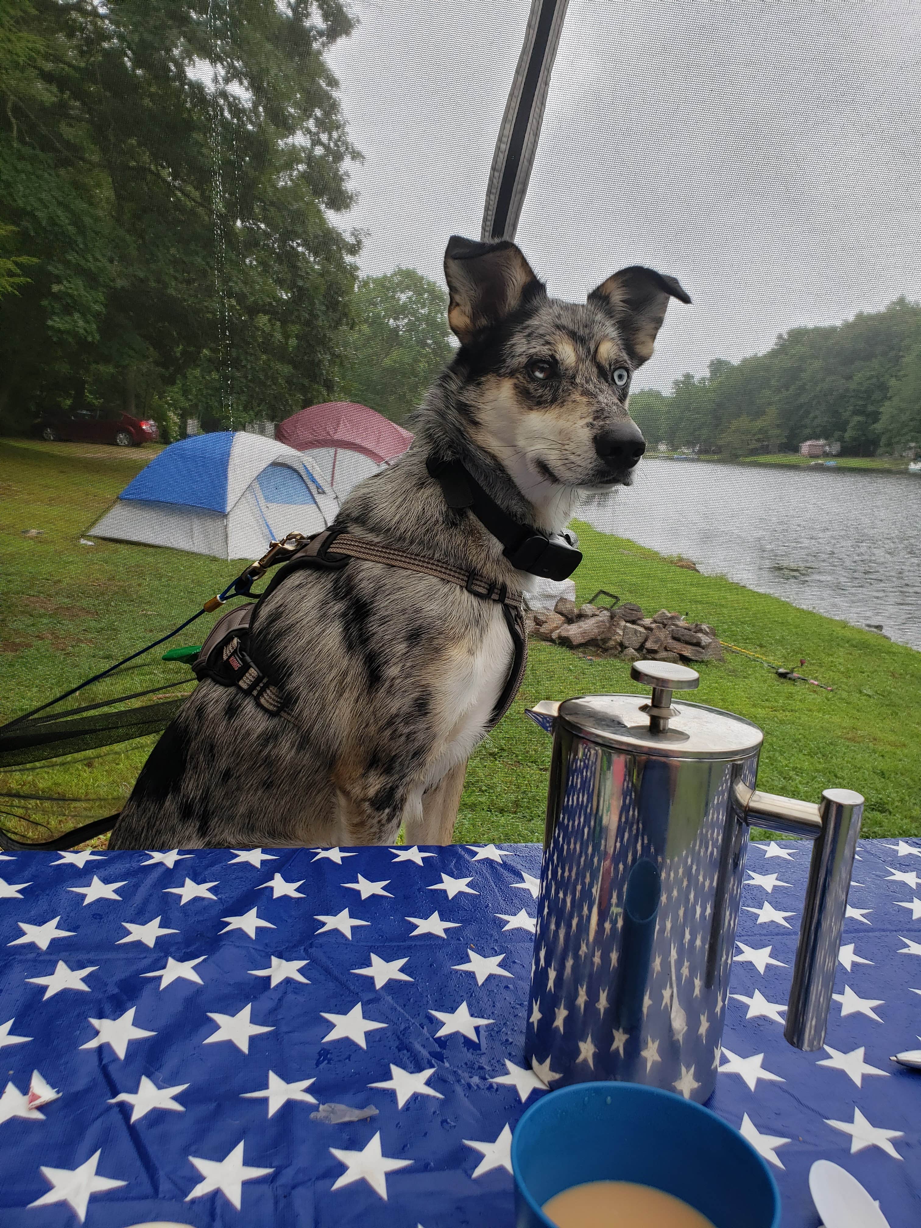 Erin B.'s photo of camping with pets at Waters Edge Family Campground near Groton, CT