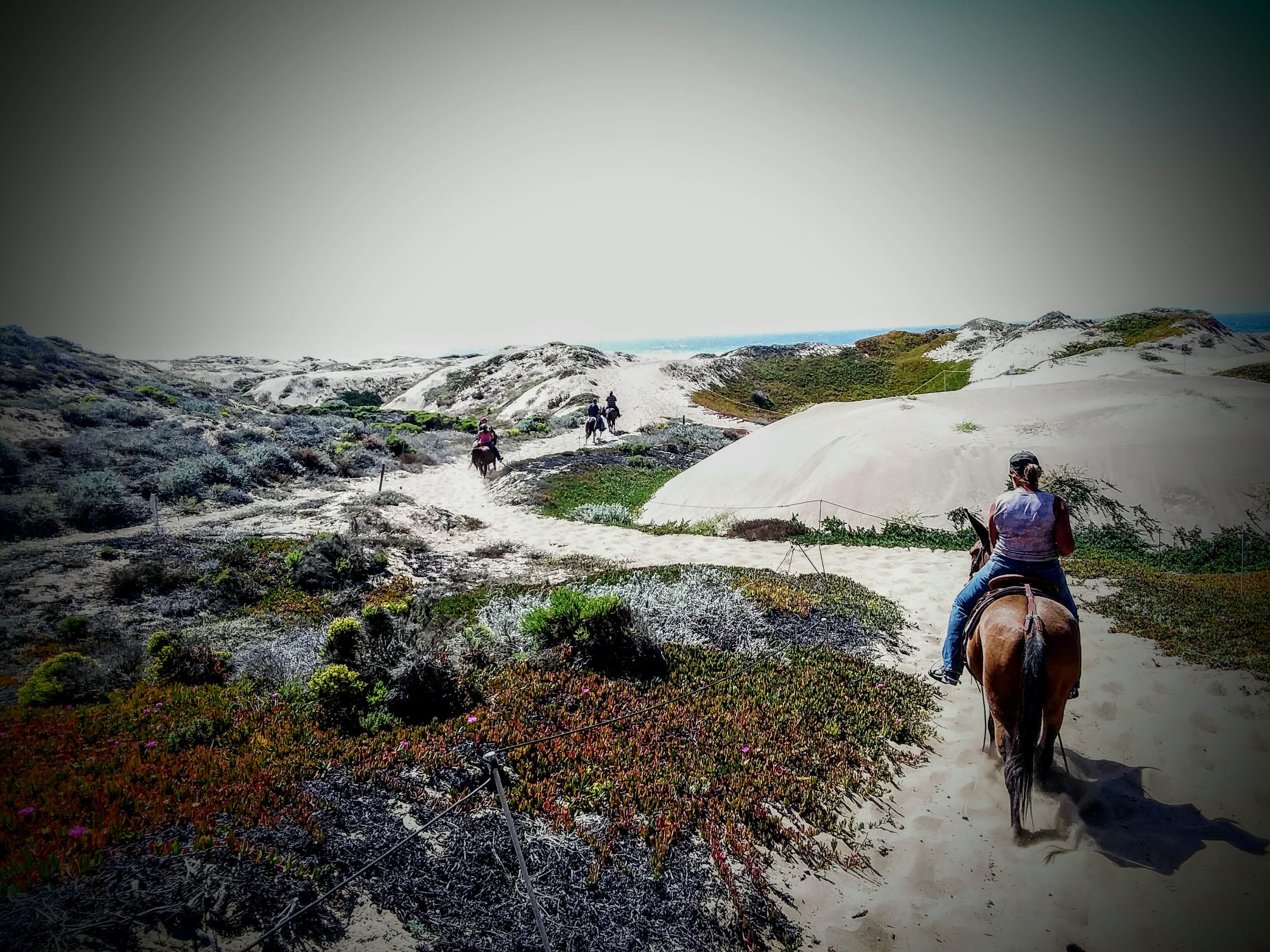 Margo A.'s photo of camping with a horse at Islay Creek Campground — Montaña de Oro State Park near Morro Bay, CA