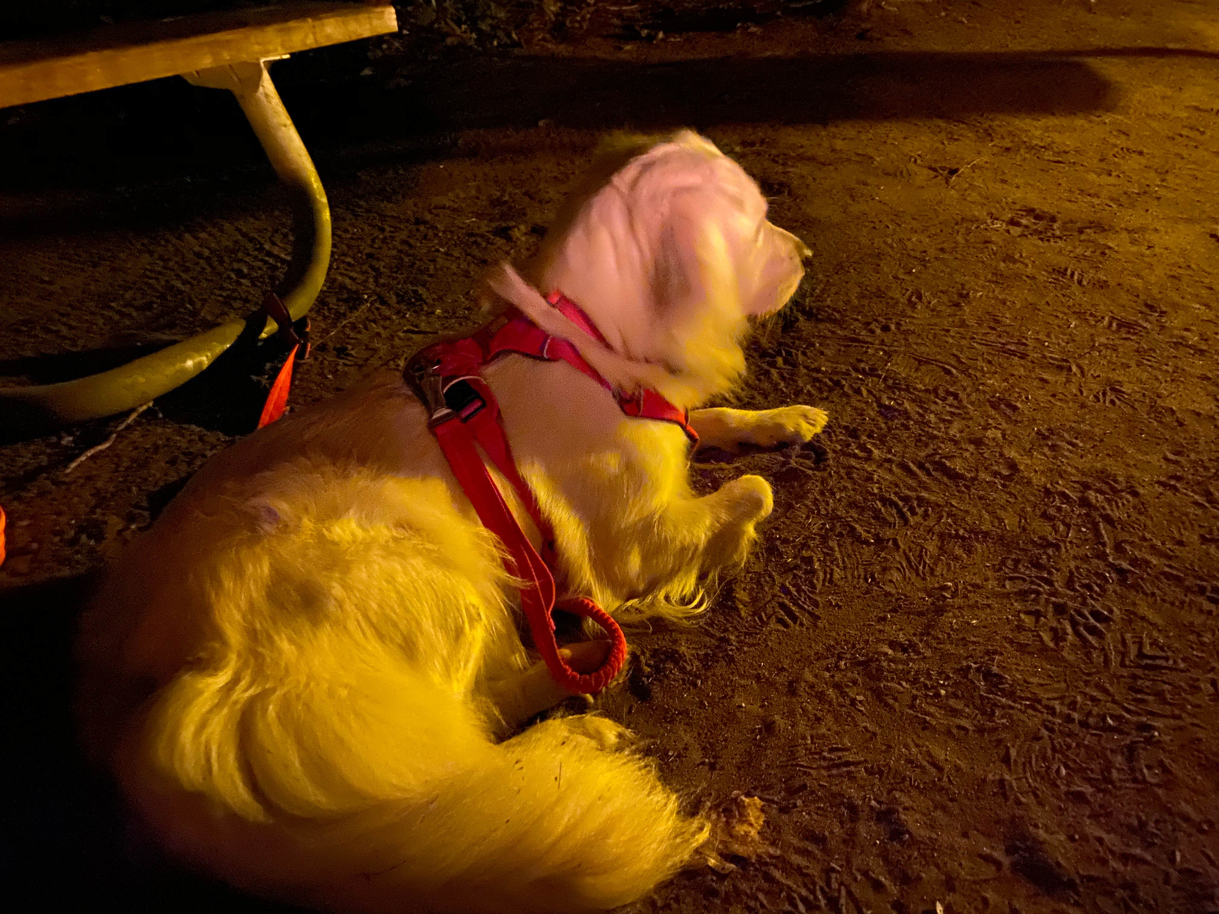 Jeff P.'s photo of camping with pets at Bay View (Hiawatha National Forest, MI) near Sault Ste. Marie, MI