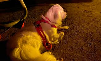Jeff P.'s photo of camping with pets at Bay View (Hiawatha National Forest, MI) near Rudyard, MI