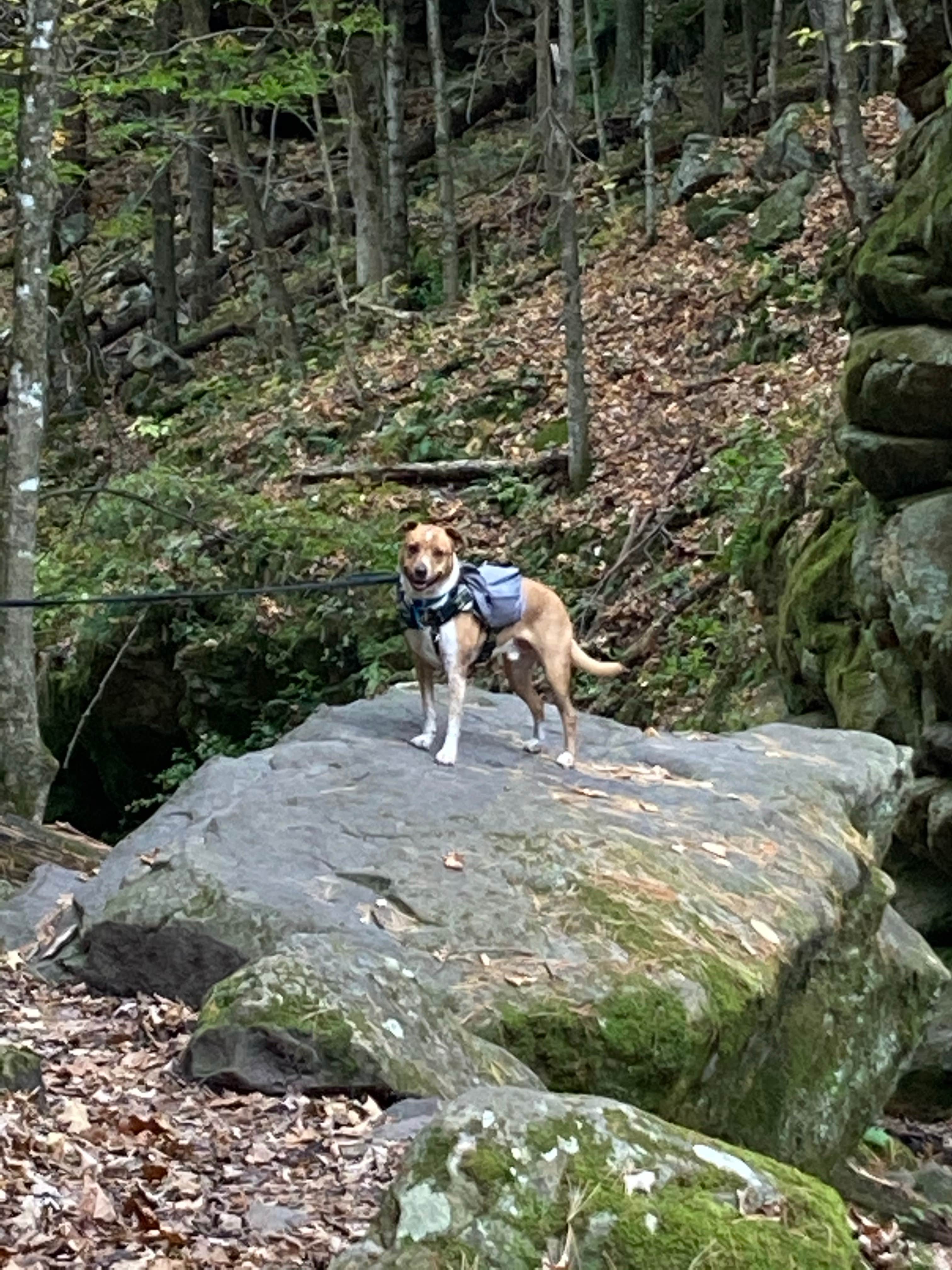 Catherine F.'s photo of camping with pets at Twin Valley Campground — Governor Dodge State Park near Boscobel, WI