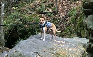 Catherine F.'s photo of camping with pets at Twin Valley Campground — Governor Dodge State Park near Boscobel, WI