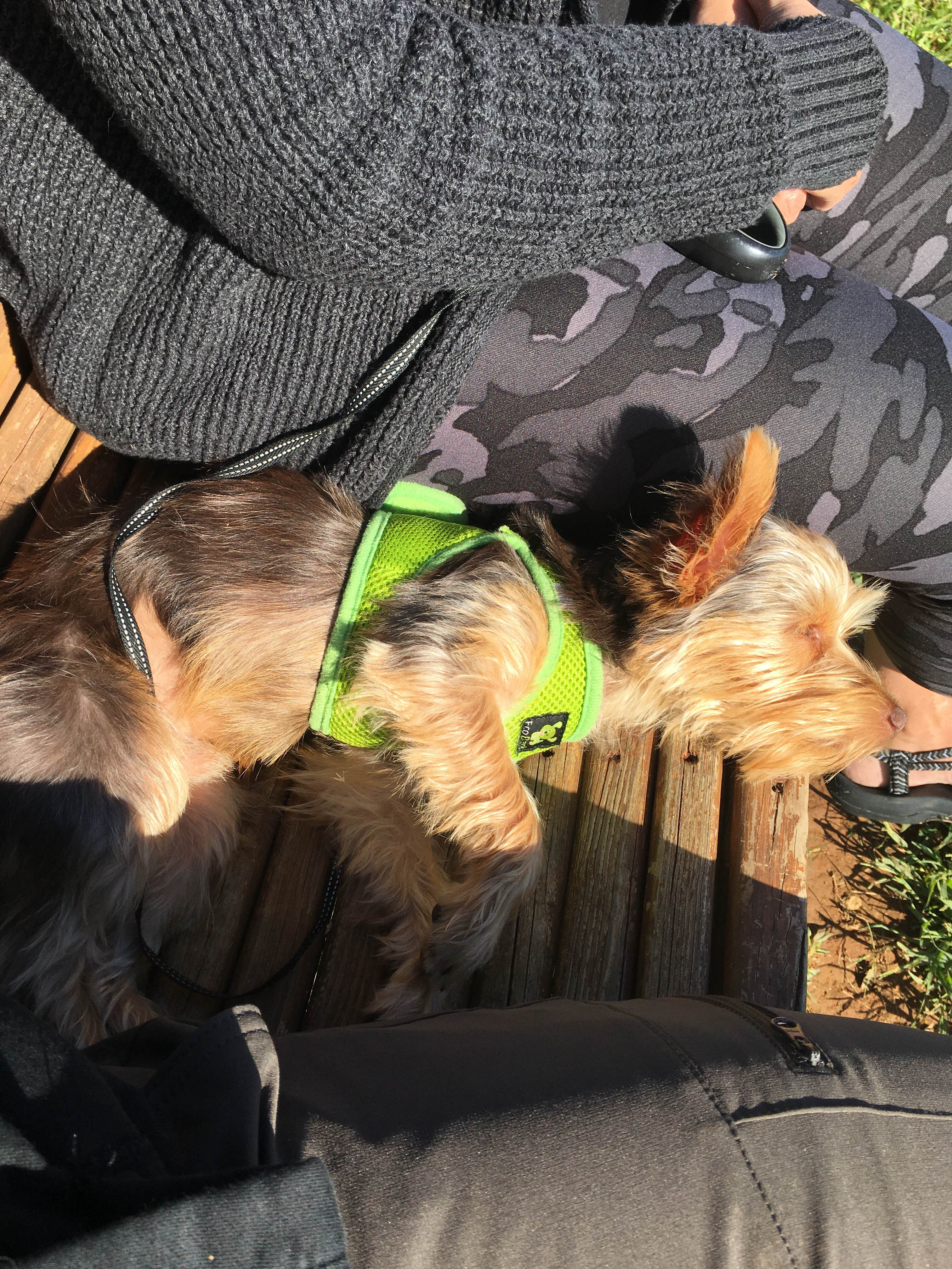 Caleb C.'s photo of camping with pets at Bandits Roost near Statesville, NC