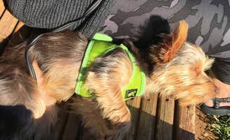 Caleb C.'s photo of camping with pets at Bandits Roost near Granite Falls, NC