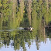 Review photo of Craig Lake State Park Campground by Jeff P., October 9, 2020