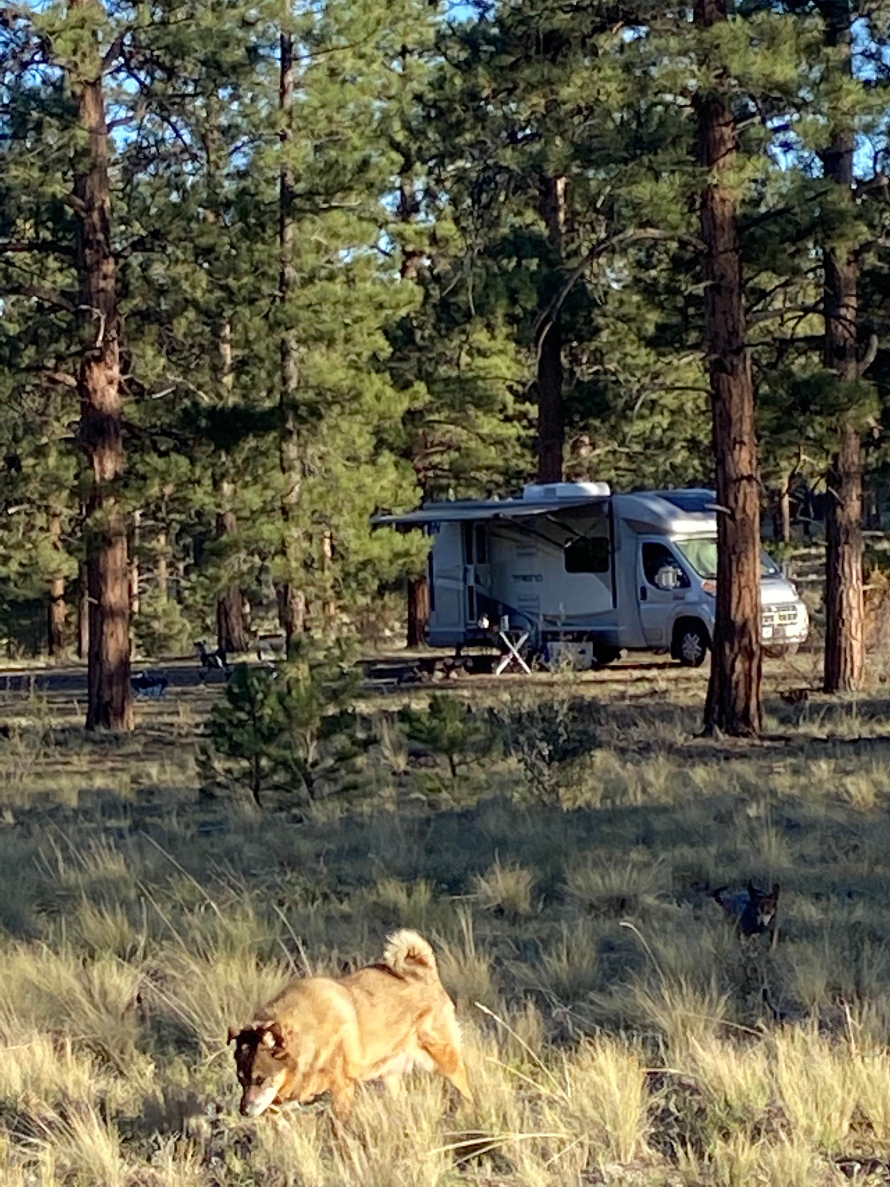 Camper submitted image from Browns Creek (South) Dispersed Camping - 2