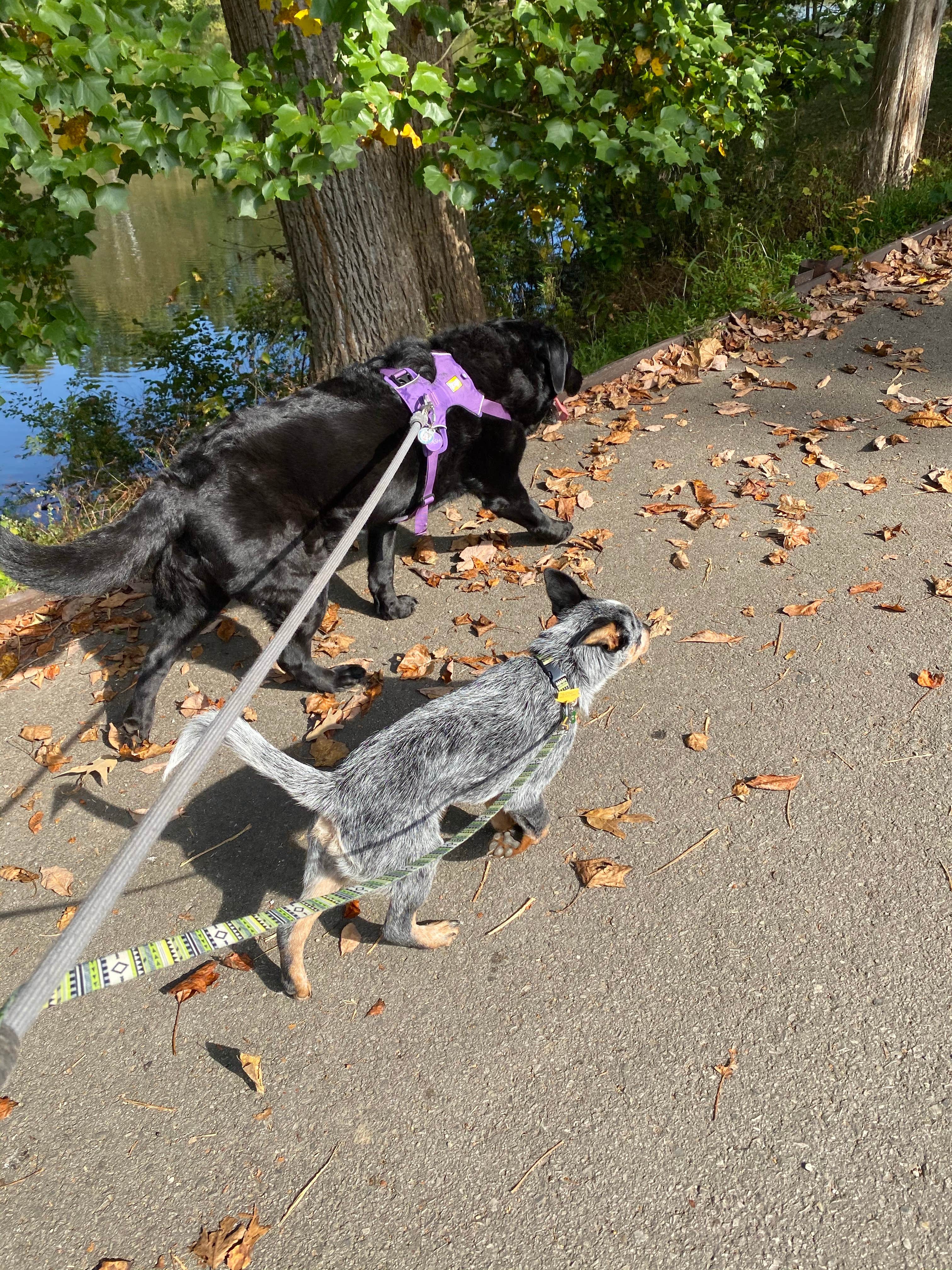 Camper-submitted photo at Cove Lake State Park Campground near Clinton, TN