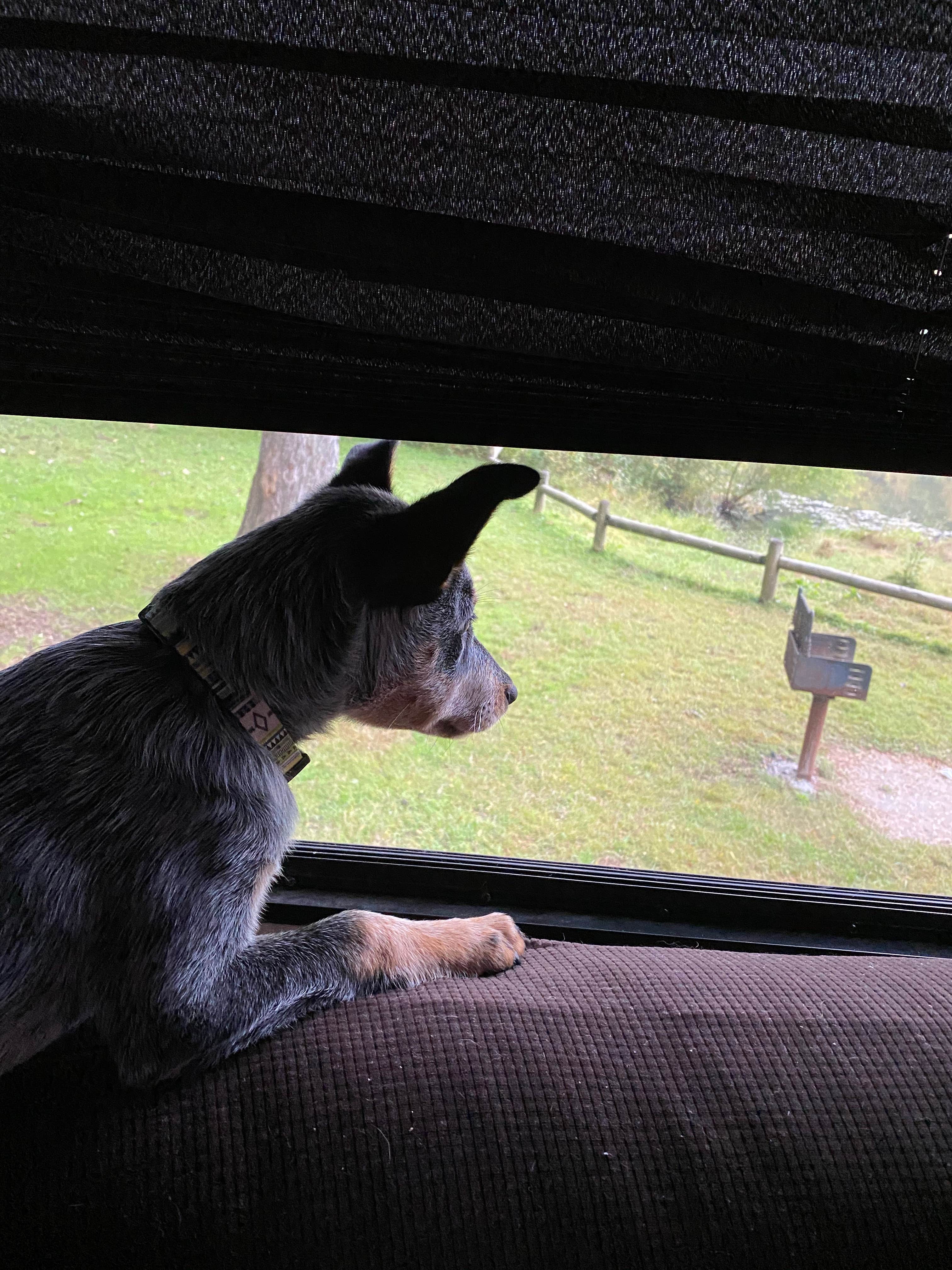 Andrea F.'s photo of camping with pets at Cove Lake State Park Campground near Robbins, TN