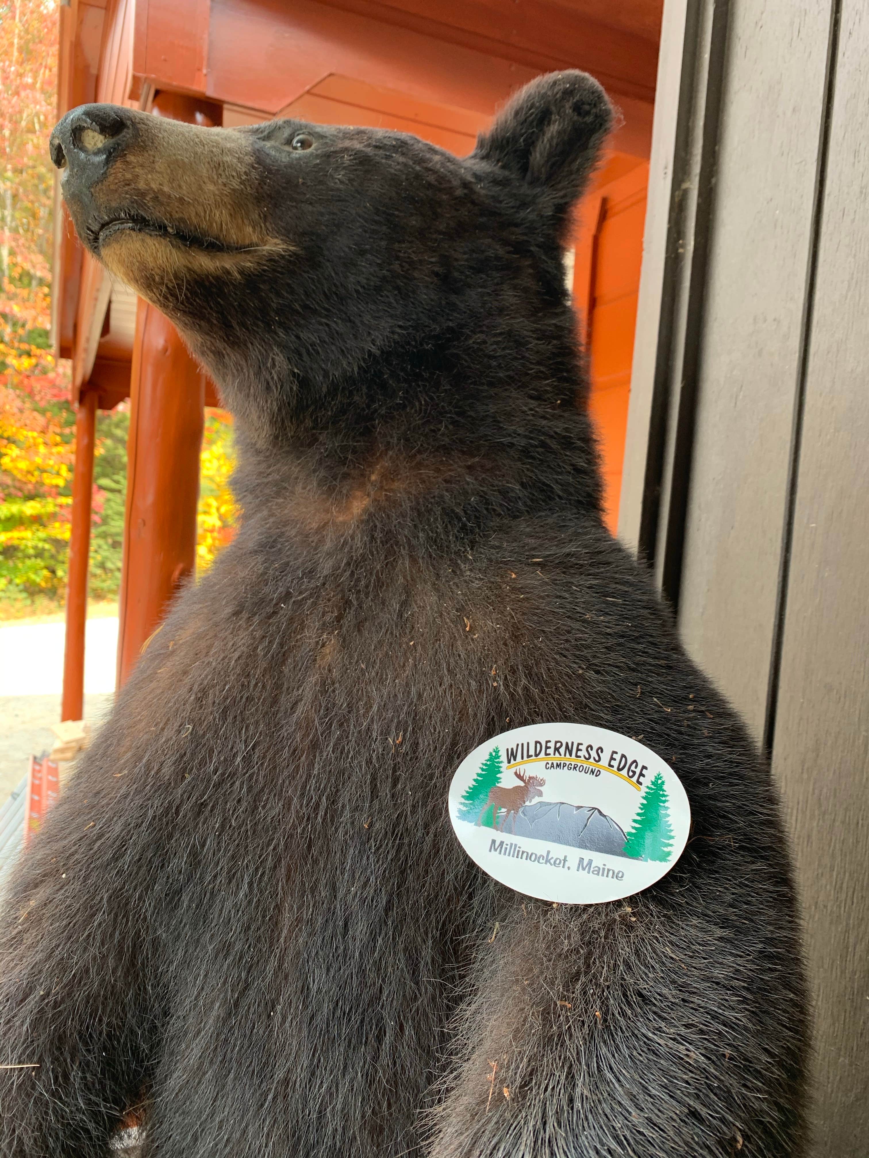 Roger F.'s photo of camping with pets at Wilderness Edge Campground near Millinocket, ME
