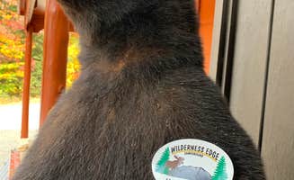 Roger F.'s photo of camping with pets at Wilderness Edge Campground near Stacyville, ME