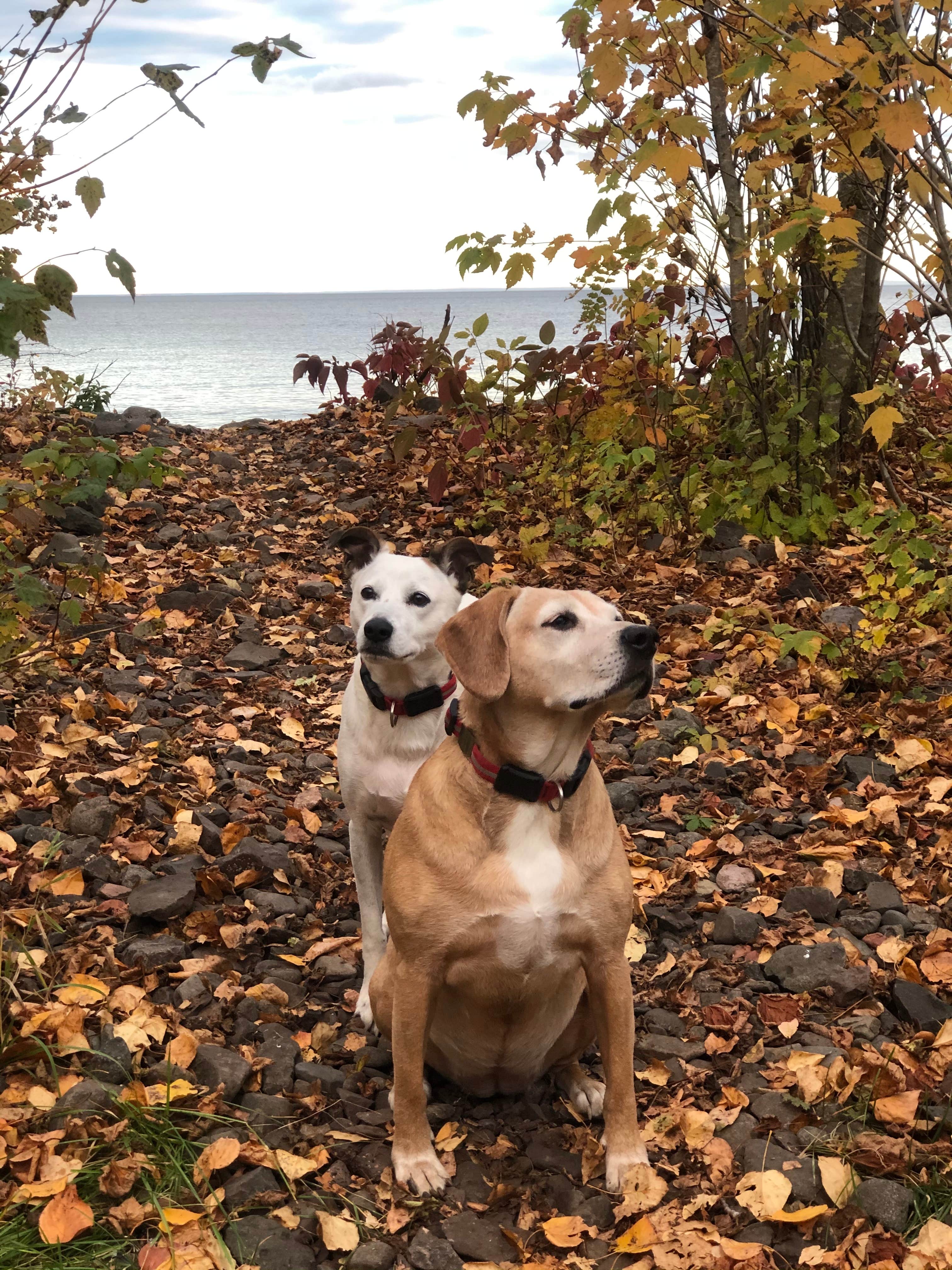 Jennifer H.'s photo of camping with pets at Cart-In Campground — Split Rock Lighthouse State Park in Minnesota