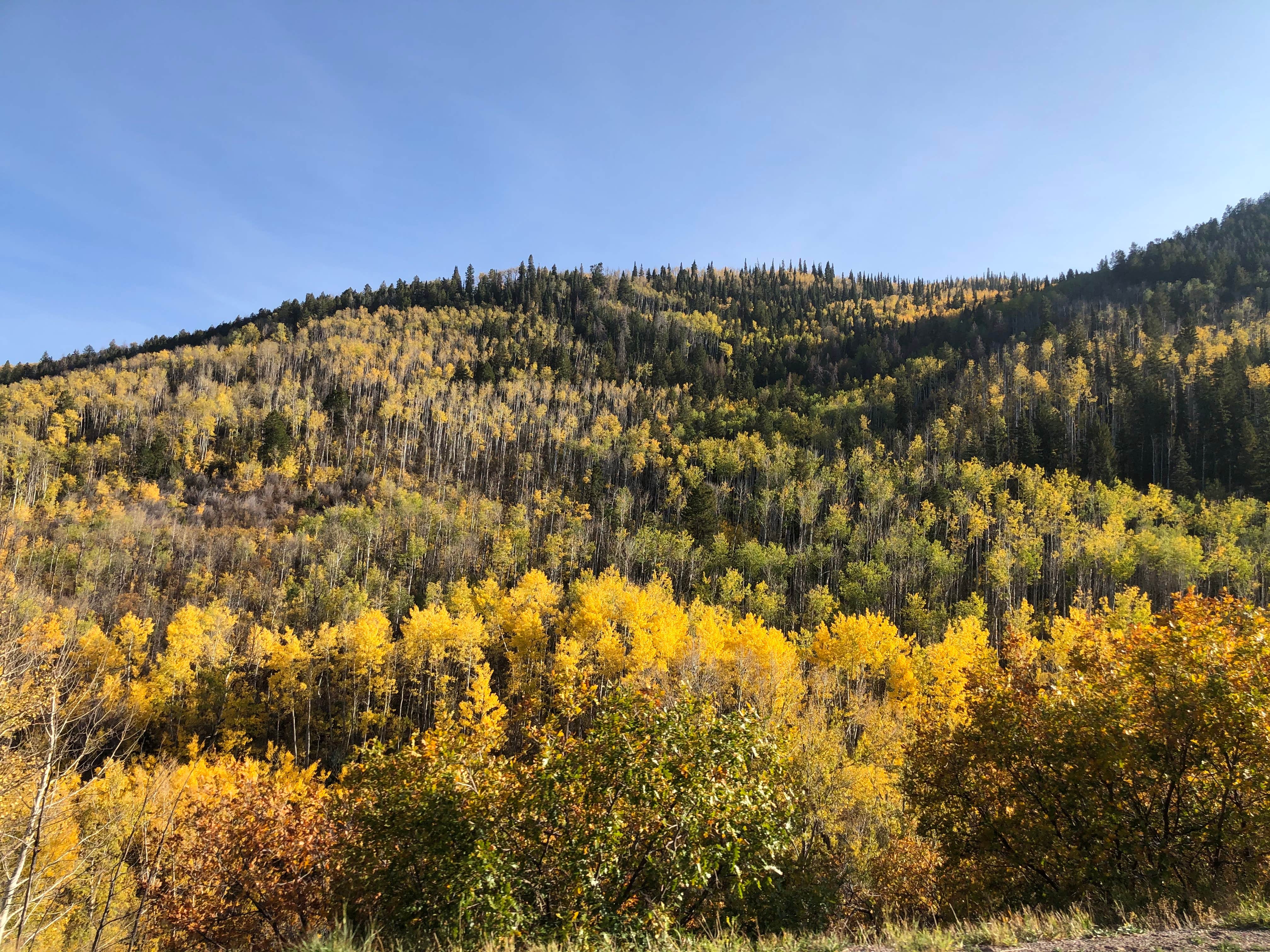 Camper-submitted photo at Four Mile Road Dispersed near Glenwood Springs, CO
