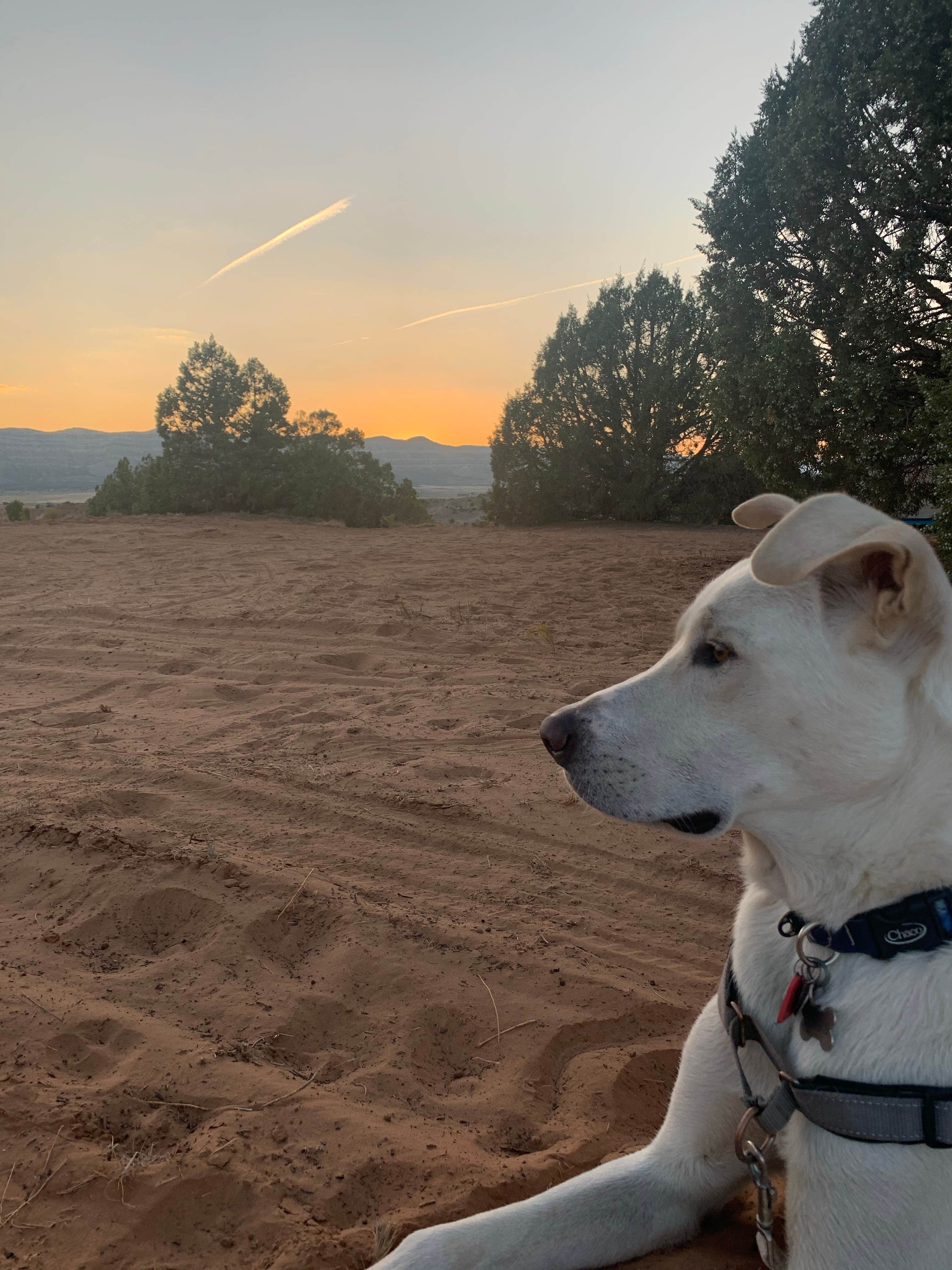 Alison D.'s photo of camping with pets at Hole in the Rock Road at Grand Staircase-Escalante near Glen Canyon National Recreation Area