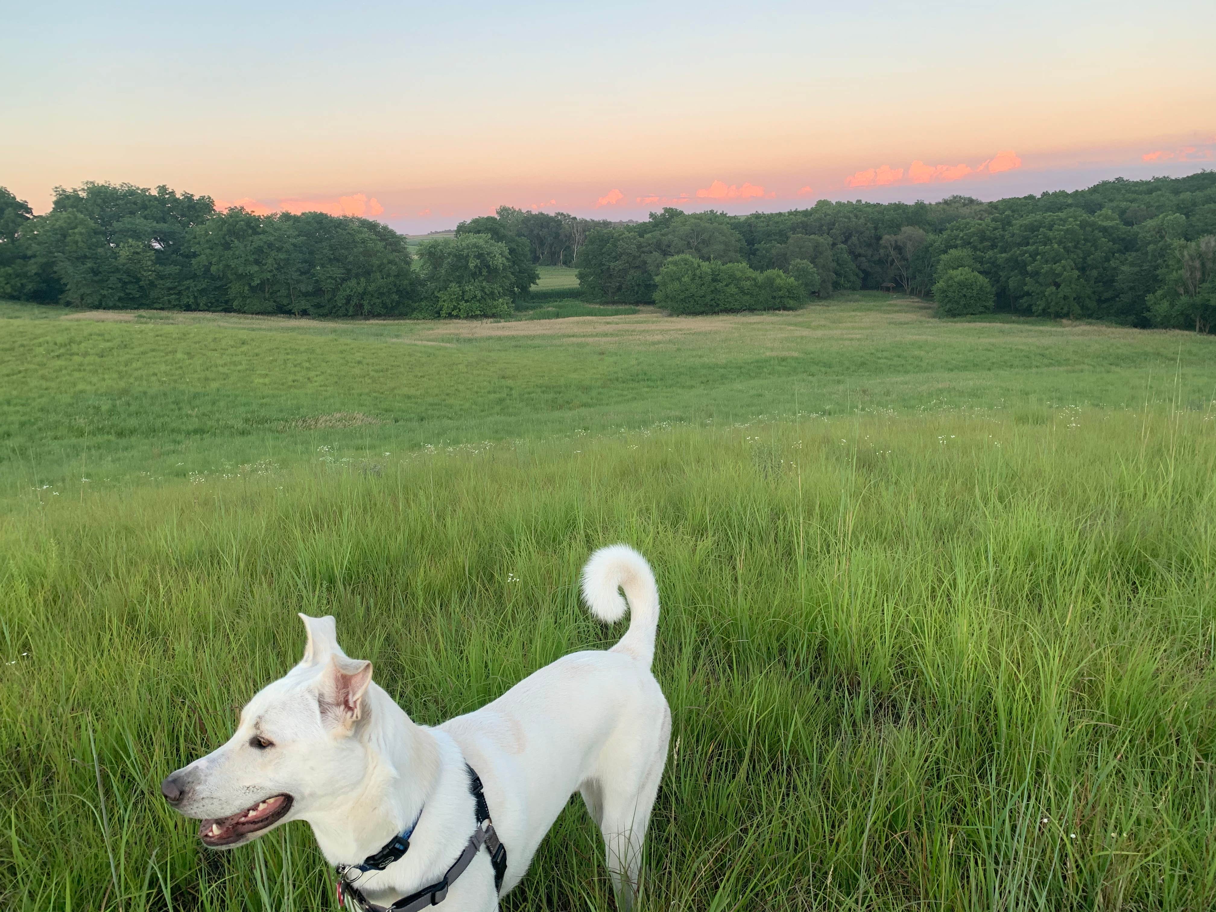 Alison D.'s photo of camping with pets at Preparation Canyon State Park Campground near Sioux City, IA