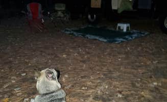 Theresa W.'s photo of camping with pets at Leverentz Lake State Forest Campground near Evart, MI