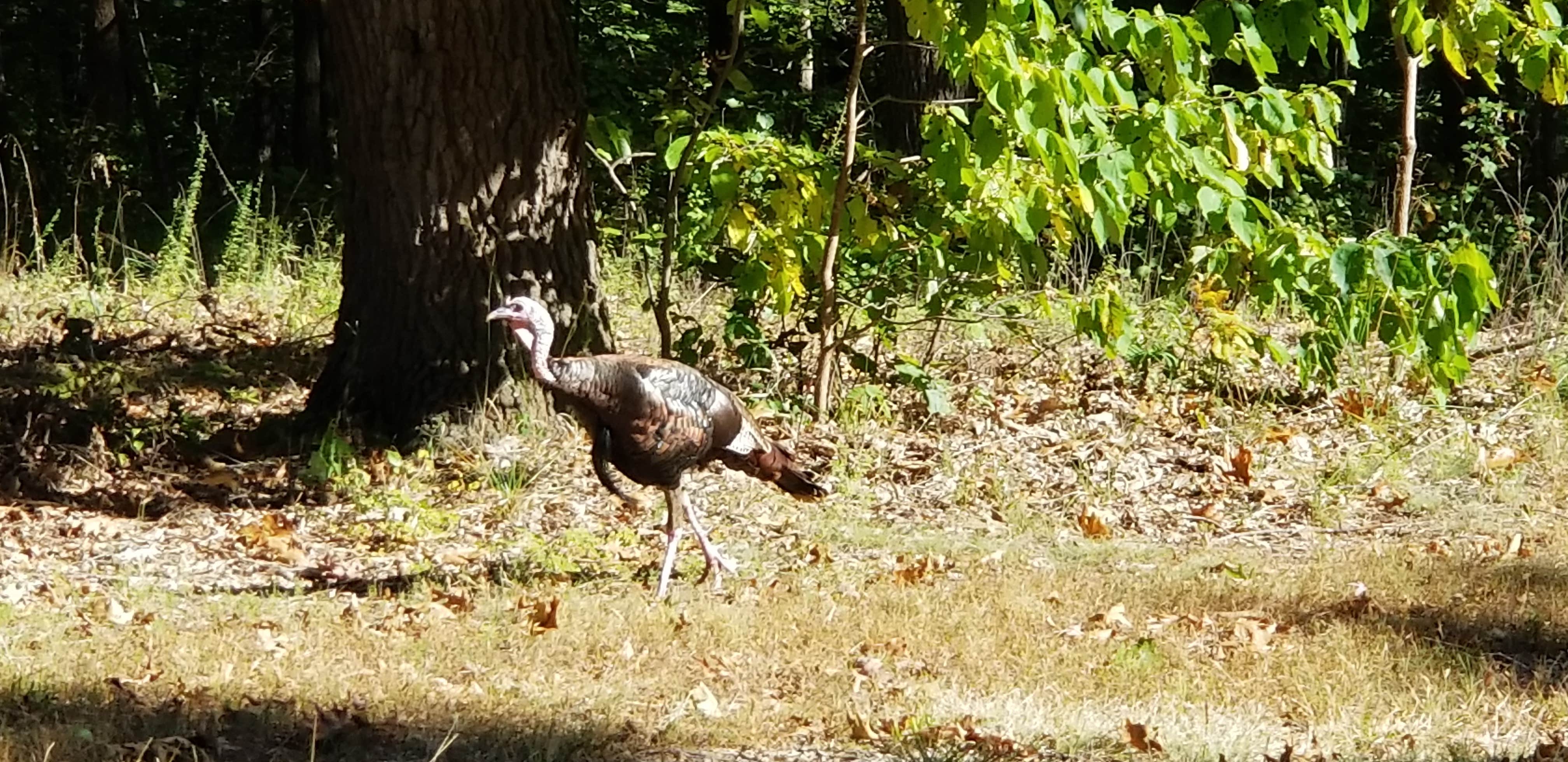 Camper-submitted photo at Buck Ridge — Harry S Truman State Park near Harry S. Truman Lake