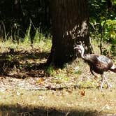 Review photo of Buck Ridge — Harry S Truman State Park by Stephen R., October 10, 2020