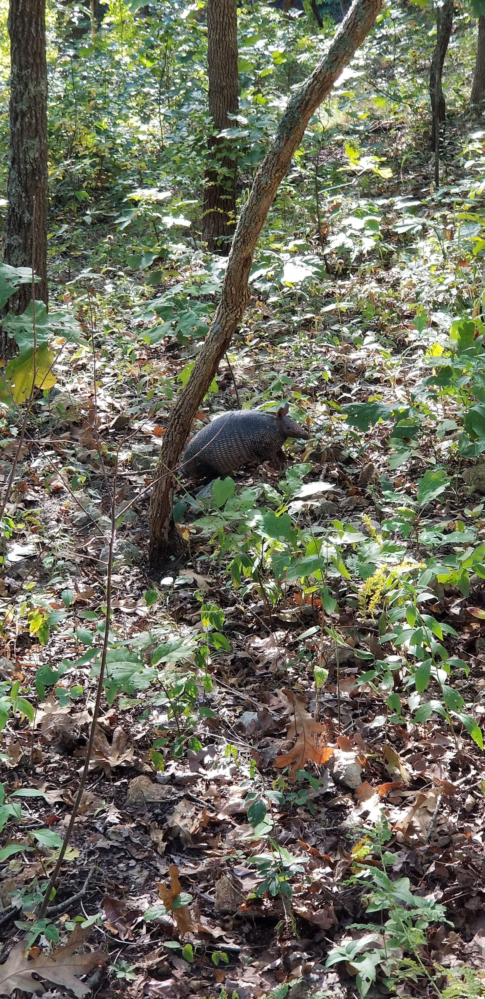 Camper-submitted photo at Buck Ridge — Harry S Truman State Park near Harry S. Truman Lake