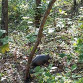 Review photo of Buck Ridge — Harry S Truman State Park by Stephen R., October 10, 2020