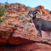 Review photo of Atlatl Rock Campground — Valley of Fire State Park by Rachel H., October 10, 2020