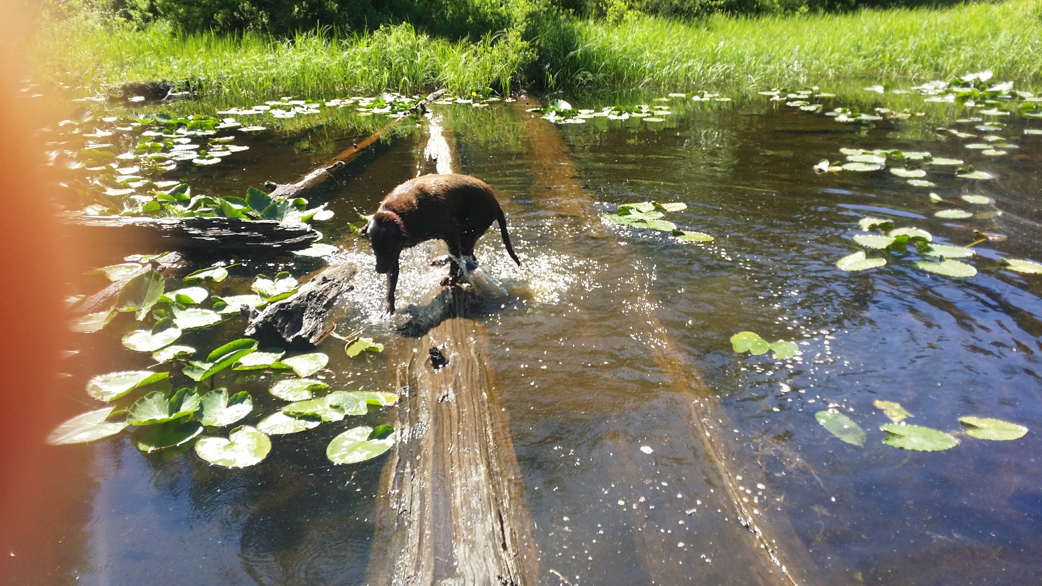 Camper submitted image from Santiam State Forest Rhody Lake Recreation Area - 2