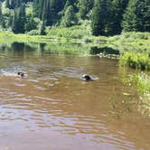 Review photo of Santiam State Forest Rhody Lake Recreation Area by Chuck W., October 10, 2020