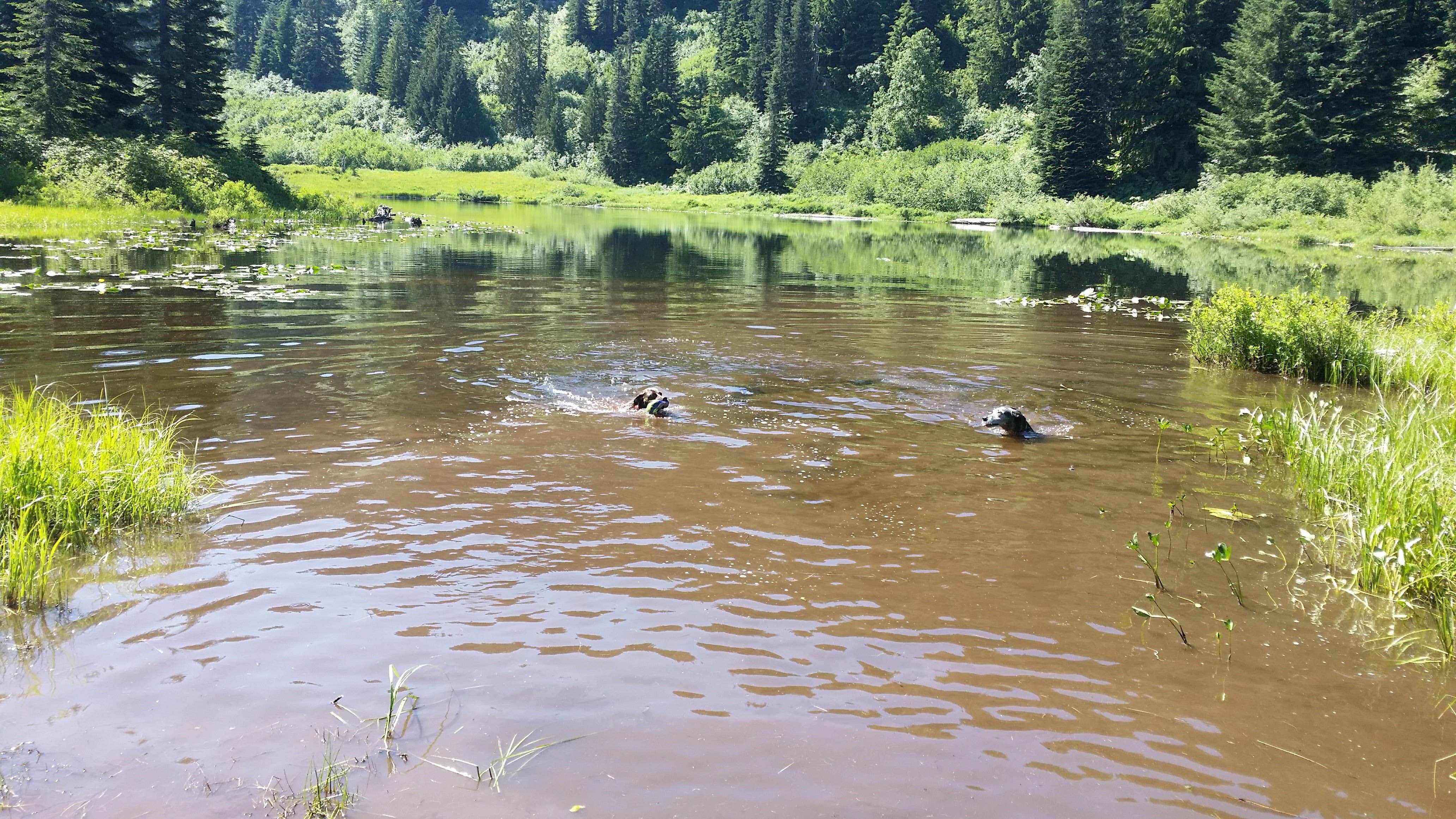 Camper submitted image from Santiam State Forest Rhody Lake Recreation Area - 1