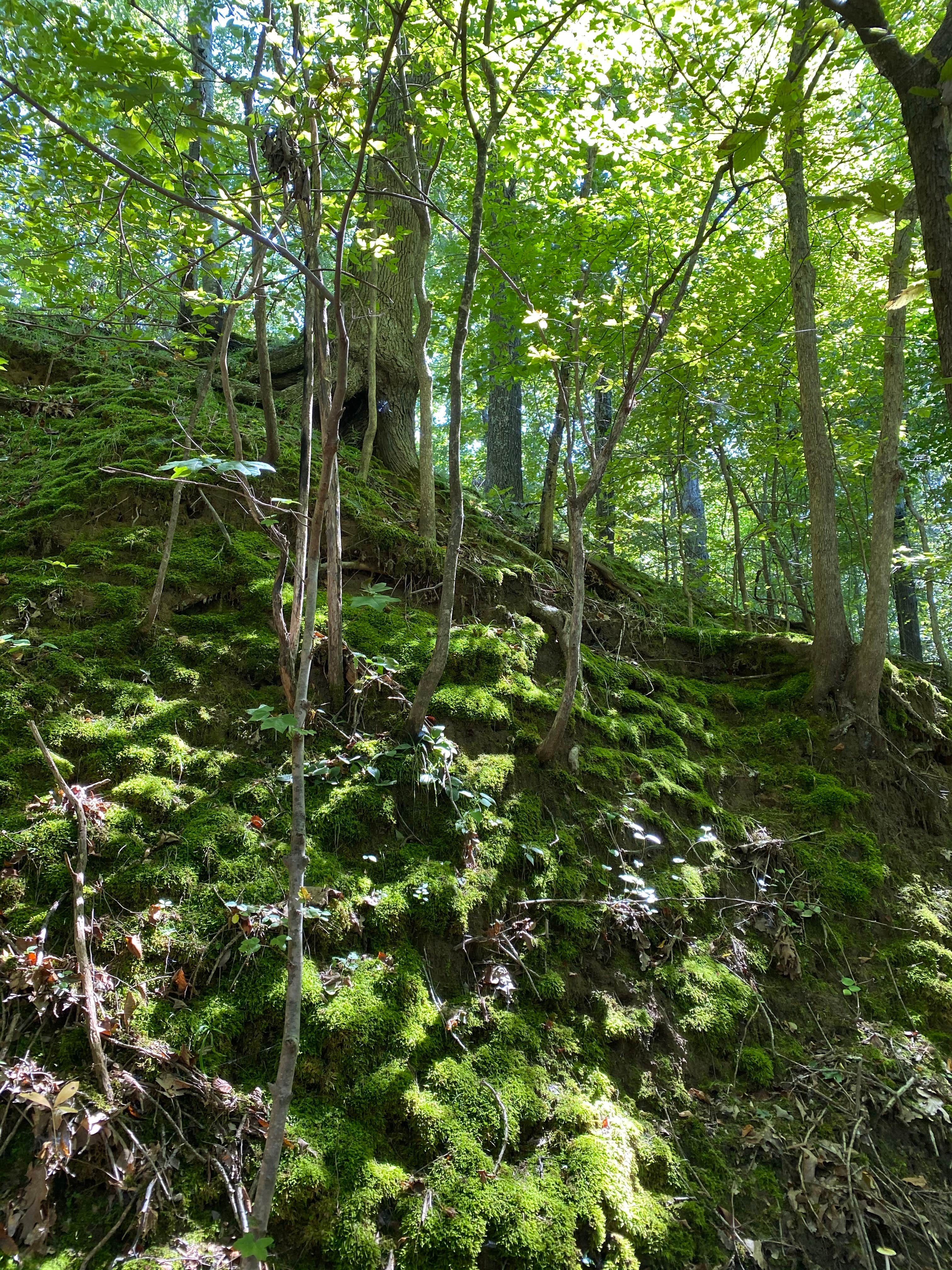 Camper-submitted photo at Village Creek State Park Campground in Arkansas