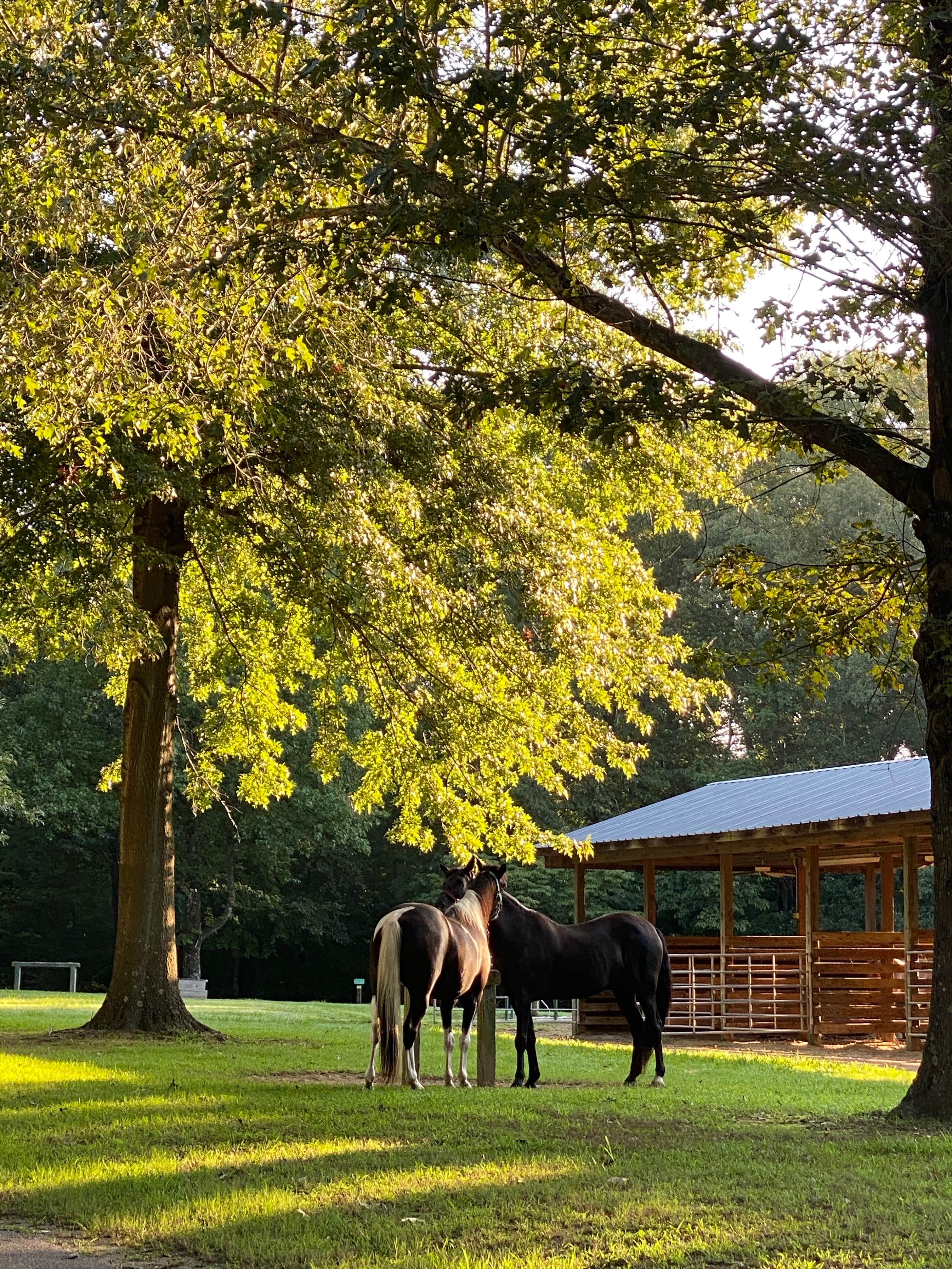 Laura G.'s photo of camping with a horse at Village Creek State Park Campground in Arkansas