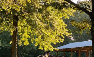 Laura G.'s photo of camping with a horse at Village Creek State Park Campground near Horn Lake, MS